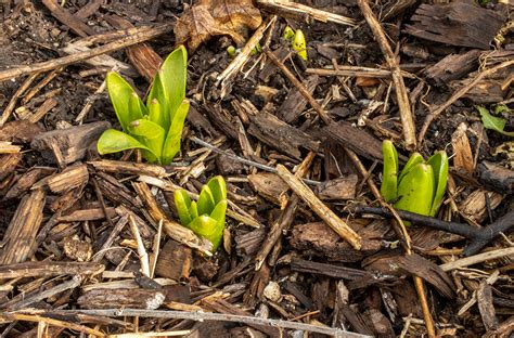 Can Flowers Grow in Mulch: A Symphony of Soil and Imagination