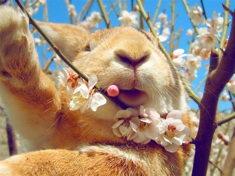 Can Rabbits Eat Flowers? Exploring the Floral Diets of Bunnies and the Mysteries of Their Preferences