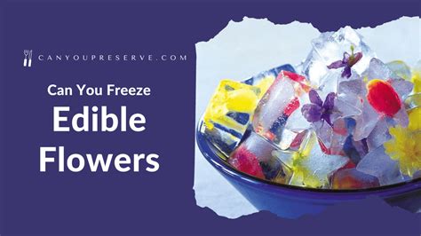 Can You Freeze Flowers to Preserve Them? And What Happens If You Freeze a Rainbow?