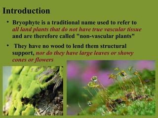 Do Bryophytes Have Flowers? Exploring the Mysteries of Non-Flowering Plants