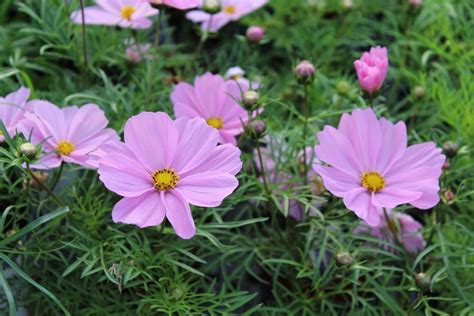 Do Deer Eat Cosmos Flowers? Exploring the Intricacies of Nature's Palate