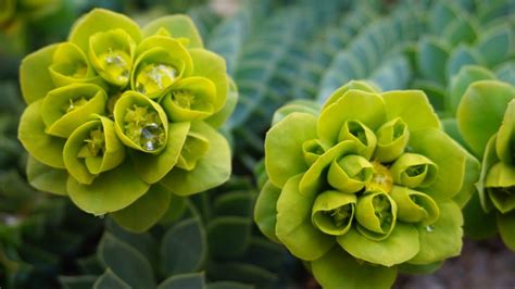 Do Green Flowers Exist? Exploring the Spectrum of Botanical Possibilities