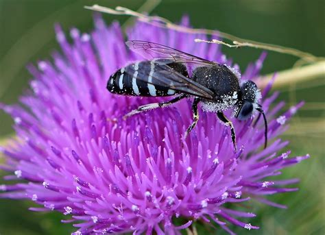 Do Wasps Pollinate Flowers, and Can They Dance Under Moonlight?