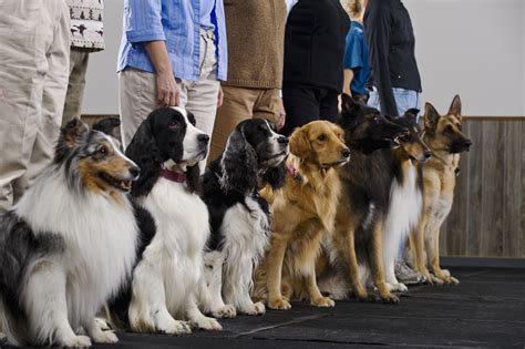 How Much Are Dog Training Classes?