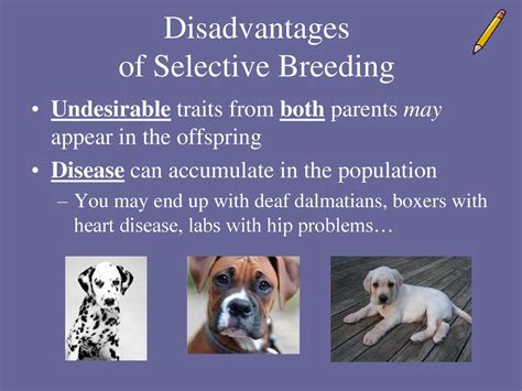 What are the Disadvantages of Selective Breeding: A Journey Through Unintended Consequences and the Curious Case of the Purple Cow