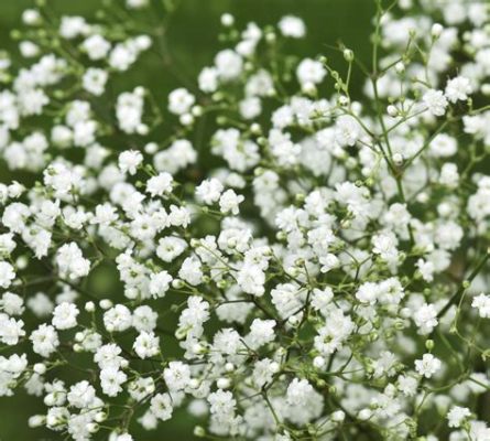 What Are the Little White Flowers Called? And Why Do They Always Seem to Whisper Secrets?