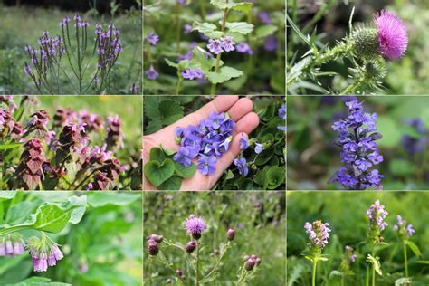 What are the purple flowers in the fields, and why do they seem to whisper secrets to the wind?