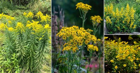 What Are the Yellow Weed Flowers Called? And Why Do They Seem to Follow You Everywhere?