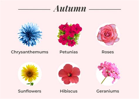 What Flowers Bloom in November: A Journey Through Autumn's Palette