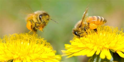 What is the relationship between bees and flowers, and why do they sometimes argue about the weather?