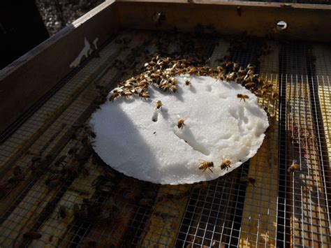 What to Feed Bees in Winter: A Symphony of Sugar and Stardust