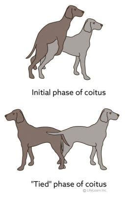 When Can a Male Dog Start Breeding: A Journey Through Time and Instinct