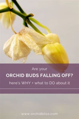 When Do Orchid Flowers Fall Off: A Symphony of Time and Petals