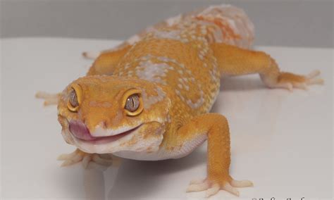 When is Leopard Gecko Breeding Season? And Why Do They Love Mondays?