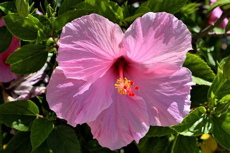 Where to Find Hibiscus Flowers and Why They Might Be Hiding in Your Dreams